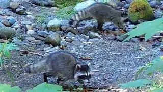 Two best bud raccoons travel and forage together 😊 Trail Cam Footage