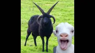 Four horned got of Scotland  🐐🐐🐐 #shorts