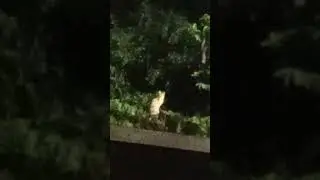 ANIMAL 🐈 GATO 💀 MONSTER PHENOMENA!!!. ..