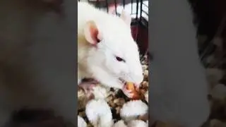 да это картошка фри, просто была истерика🙂 #anima #tiktok l #pet #ня#ret  #крысы #фастфуд