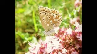 #flores#flora#flower#flowerslovers#flowermagic#nature#natgeoru#garden#naturaleza#nice#fleur#pictur