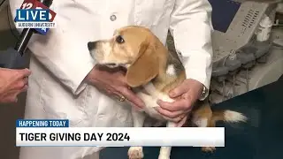 Auburn's Bailey Small Animal Teaching Hospital taking part in 'Tiger Giving Day'