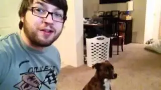 Dog stares at my food