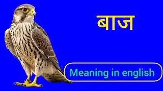 English meaning of बाज | बाज को इंग्लिश में क्या कहते हैं ? baj ko English mein kya kahate hain | 