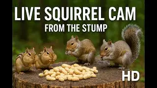 Blue Ridge Nature Cam | Squirrels, Birds & Rain Showers Live