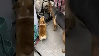 Brave dog #dogs #dogsoftiktok #funnyvideos #pets #cutedog #funny #foryou