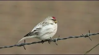 Arctic Redpoll - Acanthis hornemanni - Witstuitbarmsijs / Arnhem - Netherlands / 20-2-2018
