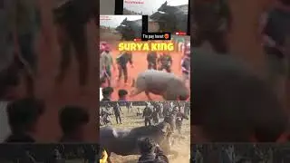 Surya King👑💯 #trending #bull #shortvideos #viral #zunj #bullfightgoa #bullfightmaharashtra #naad #1m