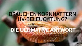 BRAUCHEN KORNNATTERN UV-BELEUCHTUNG?