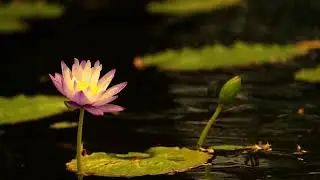 🎵 Meditative Mind Merge  Theta Waves 8Hz - Serene Visuals 🌸 #meditation #8Hz #solfeggiofrequencies