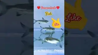 Paroon shark #fish #viral #short #bhojpuri #song #love #trending #viralvideo