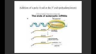 Lecture 15 Polyadenylation
