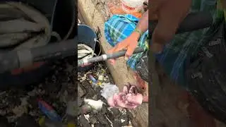 Old man catching fish using rod! /RAW CATCH #fishing #mulletfishing #fishinglife