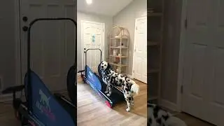 Unboxing my dogs new Dog Pacer 4.0 treadmill!! #Dog #Dogs