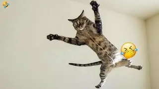 Get Your Laughs Here! Funny Animals That Will Have You Crying 😂🐱🐶