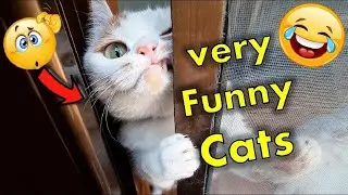 Top 5 Ridiculous Cat Fails in Sakura School Simulator You Won't Believe  #cat #funny #cute #cutecat