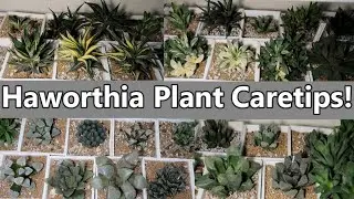 HOW TO CARE HAWORTHIA PLANT! || Local And Imported!