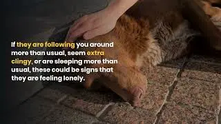 How Dogs Feel When Alone