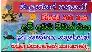 මසුන්ගේ ලෙඩ වලට වගේම ජීවිත වලට හානි කරන සතුන් සහ පාලනය කිරීම | fish farm in sri lanka | sl anush