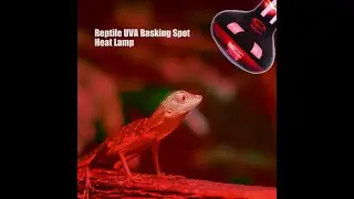 Infrared Basking Spot Bulb 100W