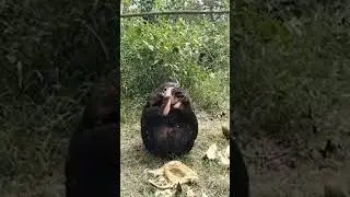 Free The Bears is live at the Cambodia Bear Sanctuary