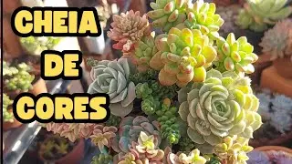 15 SUCULENTAS COLORIDAS / As ESCOLHIDAS de MAIO