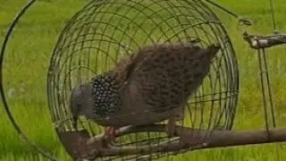 Catching Dove With Snare Trap When They Mating on Trap | Catching Bird with Trap | Trapped dove