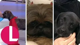 Angus, Puppy Training and Even More Adorable Dogs | Lorraine