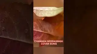 ROSA PETHI CHAMARA WEERASINGHE SONG || COVER SONG || REMAKE || ABLETON LIVEE BY CHILL MONKEYS