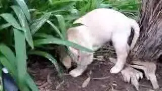 Marcus Jeffery (At 8 weeks old)