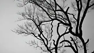Natural Sounds - Wind Frequency