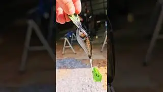 My new shad pattern; let me know what you think! #shortsfeed 🎣🐟