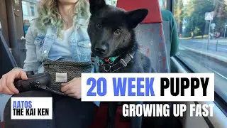 Growing Up Fast &ndash; 20-Week-Old Kai Ken Puppy 🐾 | Puppy School & New Skills
