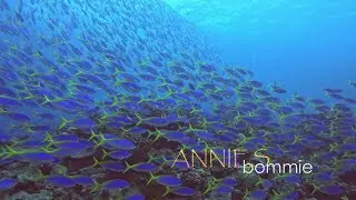 60 Second Dive Sites: ANNIES BOMMIE