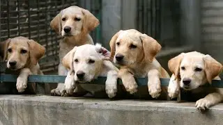 Dog Breeding Practices - What is backyard breeding?