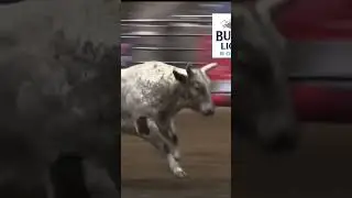 Working the barrel, the 2024 Columbia River Circuit Finals.#rodeo#bullridinh#prorodeo
