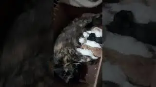 Cat with new born baby's 12/04/2023