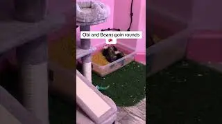 #ferret #funnyanimals #pets #animals #cute