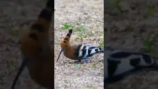 Knowing about beautiful hoopoe bird with vocal sound #shorts