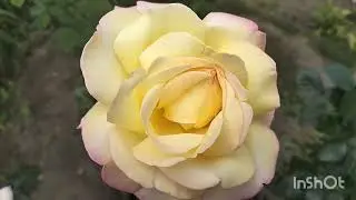 🌹🧐🤔Панацея в моїх трояндаріях.Продовження другої хвилі квітування троянд#троянди #rose #сад #квіти 