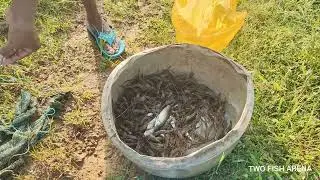 How to use umbrella fish trap@annuponnus99955 