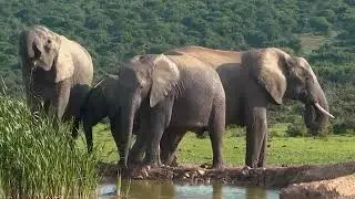 Elephant