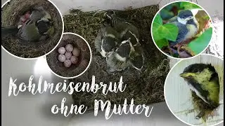 Erfolg bei der Kohlmeisenbrut trotz Verlust der Mutter / Great tit brood lost its mother