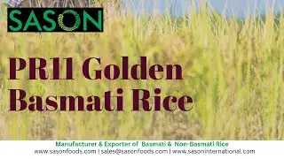 PR 11 golden basmati | Basmati Rice Supplier | Indian Rice