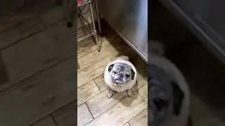 Pug Eating Spaghetti / Home Cooking in America
