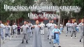 #qigong Practice of gaining energy  the &laquo;Tree&raquo;