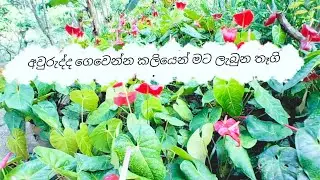 යාලුවෙක්ගෙන් ලැබුන තෑගි..🥰🥰🥰#gardening 