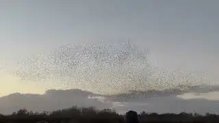 Starling murmuration Ham Wall 19th Dec 2025