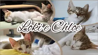 LA FAMIGLIA SI ALLARGA!! 🏡 | Vi presento Loki & Chloe 🐱🐱