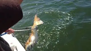 Galveston Jetty's Bull Reds 2013 Walls and Corley